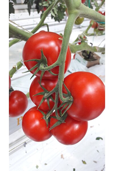 Fide Sepeti Çeri Domates Tohumu 1gr 1 Paket