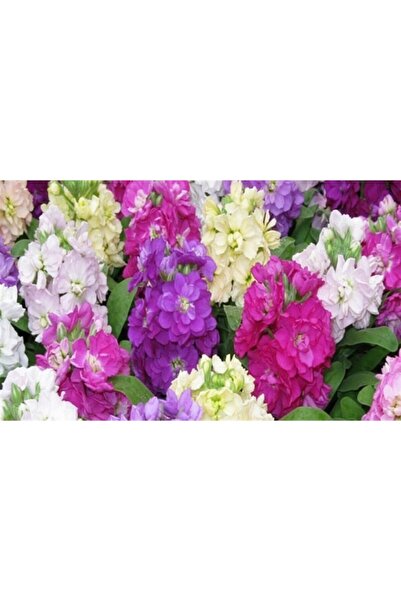 Fide Sepeti Çiçek Tohumu Şebboy Çiçeği (Karma) 1 Paket