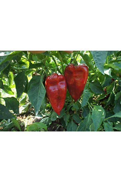 Fide Sepeti Acı Kapya Biber (Samandağ) Tohumu 10gr 1 Paket