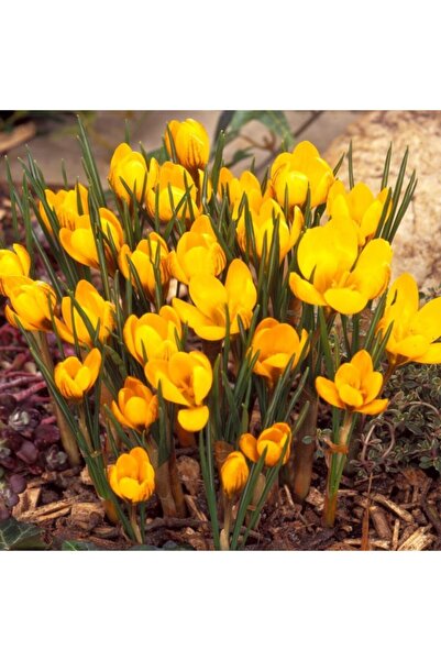 Floramut Kır Çiçeği Dorothy Sarı Çiğdem Soğanı-5 Adet