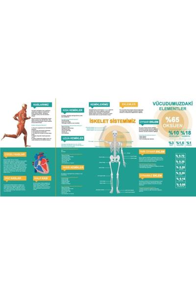 okul posterleri İskelet Ve Kas Sistemimiz