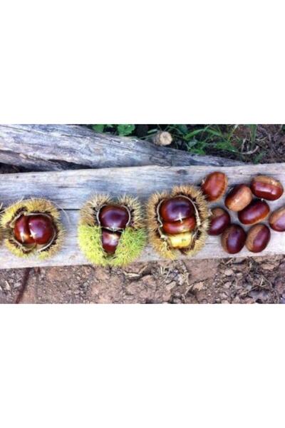 BURSATARIM Bursa Tarım Şekerci Kestane Fidanı