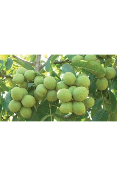 BURSATARIM Bursa Tarım Ronde Montignac Ceviz Fidanı 1.boy