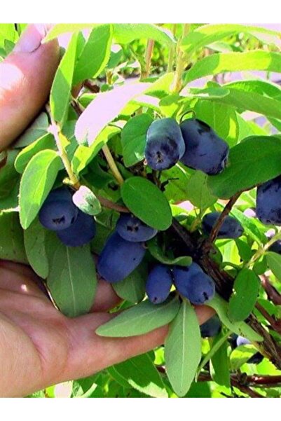 BURSATARIM Wojtek Bal Yemişi - Honeyberry ( Haskap Fidanı)