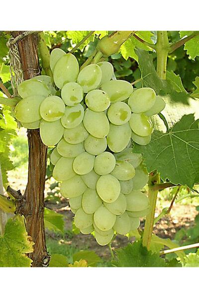 BURSATARIM Superior Seedless Üzüm Fidanı