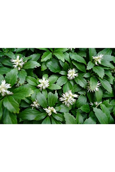 fidanistanbul Pachysandra Terminalis Japon Süpürgesi, Saksıda