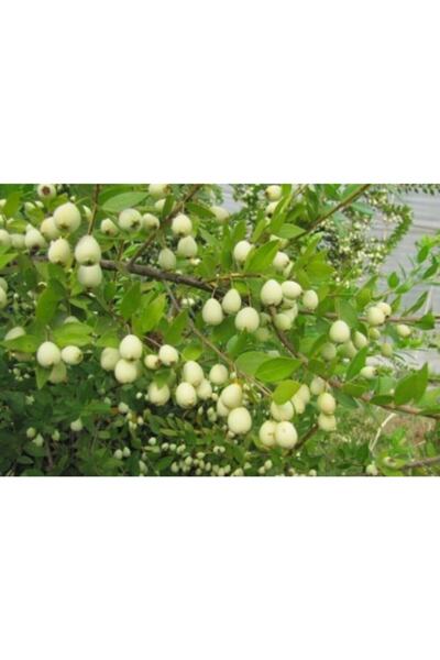 BURSATARIM Murt Yemişi - ( Hambeles Fidanı)