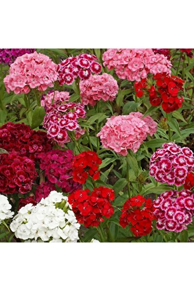 Floramut Karışık Çeşitli Hüsnüyusuf Çiçeği Tohumu-100 Tohum