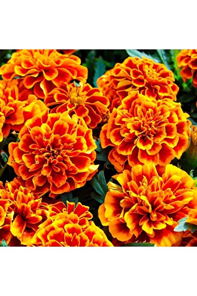 Genel Markalar Çok Yıllık Kokulu Karagöz Kadife Çiçeği Tohumu-50 Adet