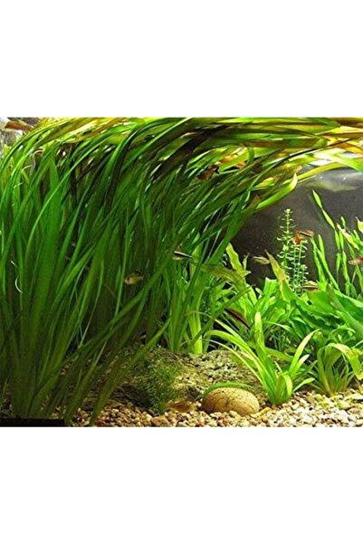 BIO AQUATIC Dev Saz 2 Adet Akvaryum Bitkisi Japon Balıkları Için Uygun Canlı ...