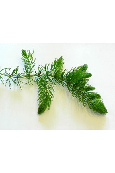 Genel Markalar Ceratophyllum Demersum (TİLKİ KUYRUĞU ÇAM) Akvaryum Bitkisi - ...