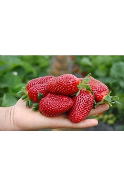 Genel Markalar 60 Adet Sweet Charlie Çilek Fidesi Taze Söküm Ve Frigo Açık Kö...