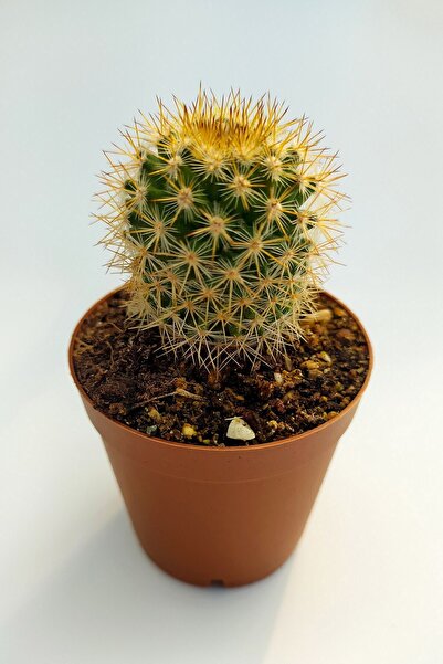 Toptan Kaktüs Mammillaria Flavicentra Özel Tür Kaktüs 5.5 Cm Saksıda