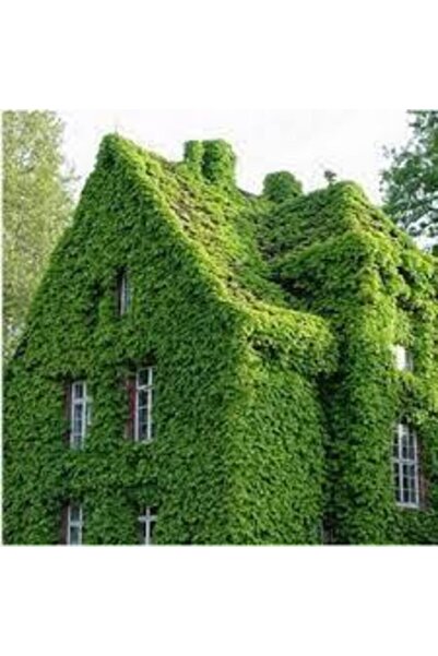 Köy Tohumları 100 Adet Tohum Çok Nadir Bulunan Kırmızı Amerikan Sarmaşık Tohumu