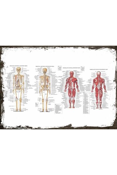 Genel Markalar Ahşap Tablo Insan Anatomisi Kas Iskelet Sistemi