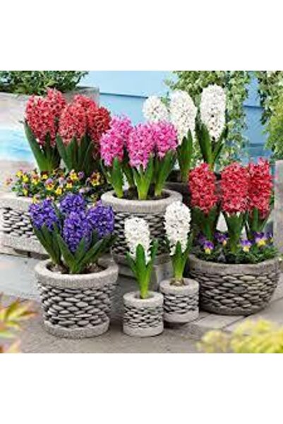 Köy Tohumları 10 Adet Tohum Soğan Değildir Karışık Renkli Sümbül Çiçeği Tohumu Sümbül Çiçek Sürpriz Hediye