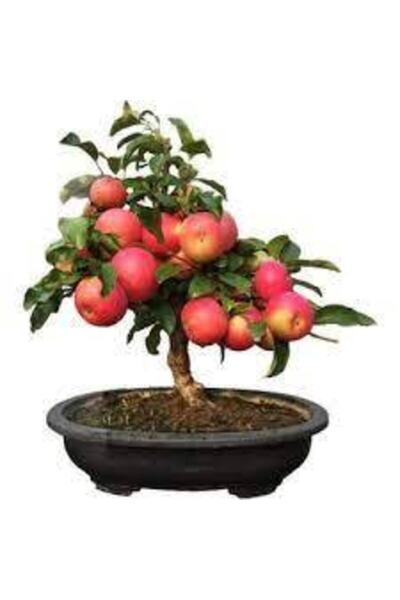 Köy Tohumları Tohum Bodur Bonsai Elma Ağacı Tohumu 5 Adet