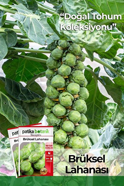 Patika Botanik 200 Adet Brüksel Lahana Tohumu