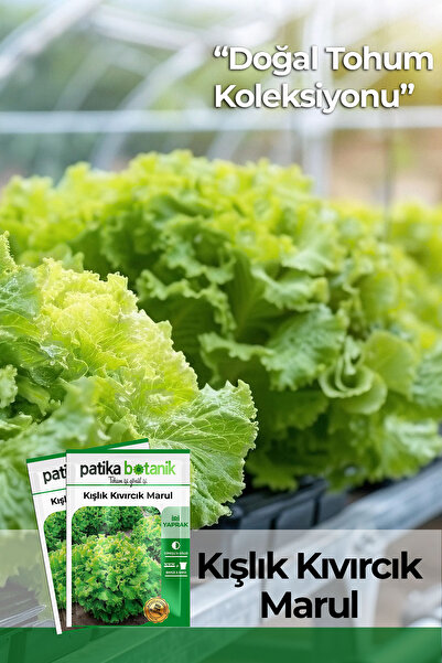 Patika Botanik 2.000 Adet Kışlık Kıvırcık Marul Tohumu