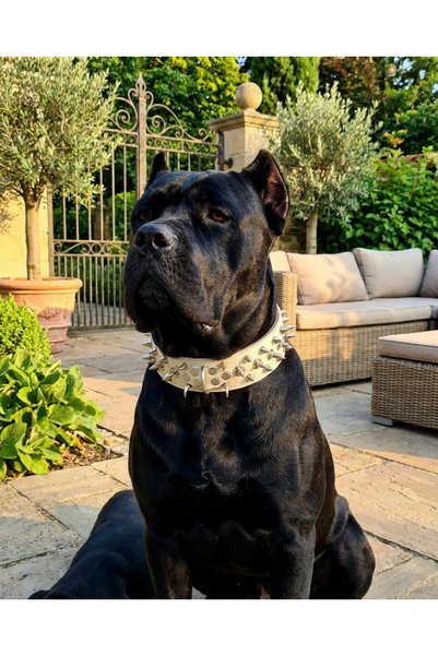 kozaklı SÜSLÜ KÖPEK KORUMA TASMASI