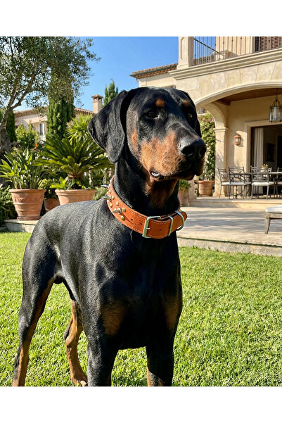 Genel Markalar Çivili Köpek Tasması Çift Kat Deri