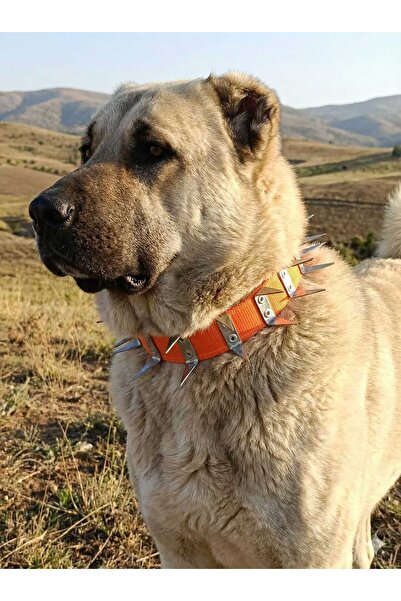 kozaklı KANĞAL KÖPEK KORUMA TASMASI