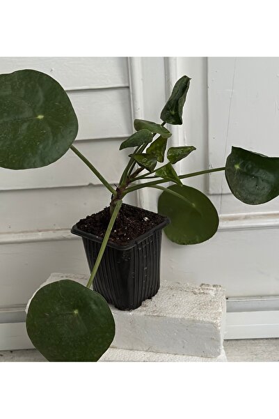 ATABEY ÇİÇEK Pilea -Para Çiçeği