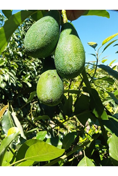 bahcemdenonline AVOKADO 1 KG