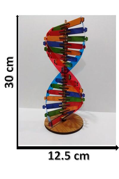 Trendy Toys Dna Modeli Eğitici Ahşap Renkli Dna Seti 30 cm