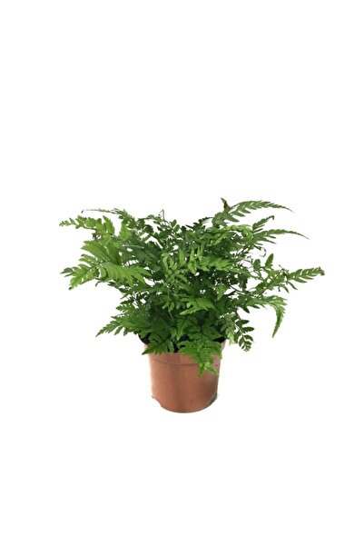 Betonish Polystichum Tsussimense (Eğrelti Otu)