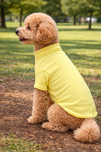 petite pati Sarı Köpek Kazak – Sıcak Tutan Şık Kışlık Köpek Kiyafeti