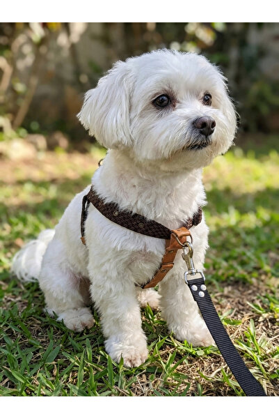 balkonda طوق للكلاب من السلالات الصغيرة والمتوسطة مع حزام قابل للتعديل وجلد ا...