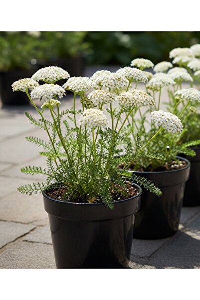 İREMİRA PAZAR Saksıda Civanperçemi - Civan Perçemi Bitkisi