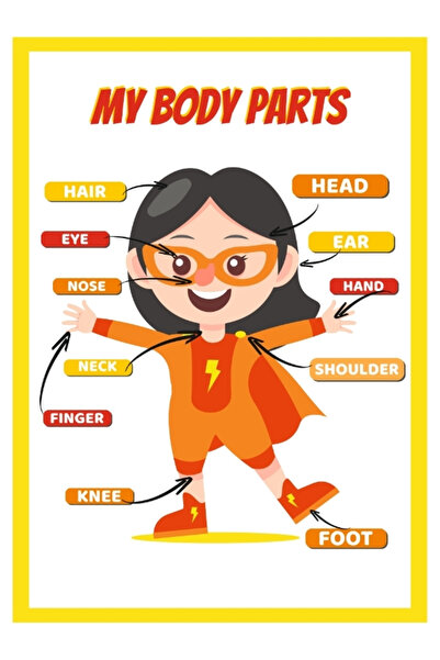 okularenkkat Body Parts-Parts of the Body English Children's Educational Supe...