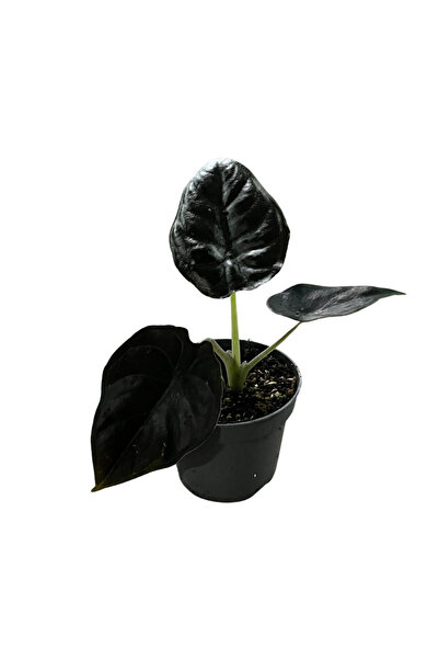 Betonish Alocasia Infernalis 'Black Magic' (Fil Kulağı)