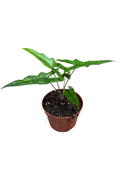 Betonish Alocasia Sabrina (Fil Kulağı)