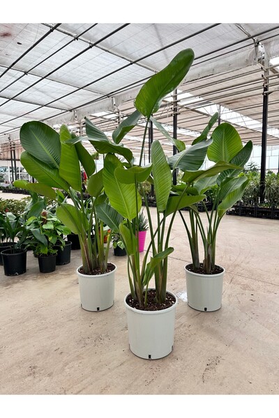BitkiKapında Starliçe-Üç Köklü Dolgun Form (Strelitzia Nicolai 150-170 cm ) p...