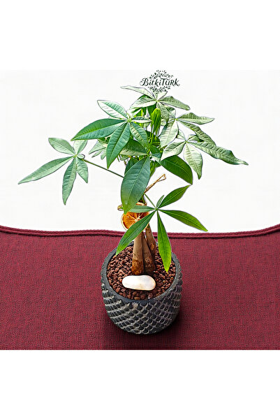BitkiTÜRK Beton Saksıda İthal Pachira Para Ağacı 40/50cm Ofis Salon Bitkisi