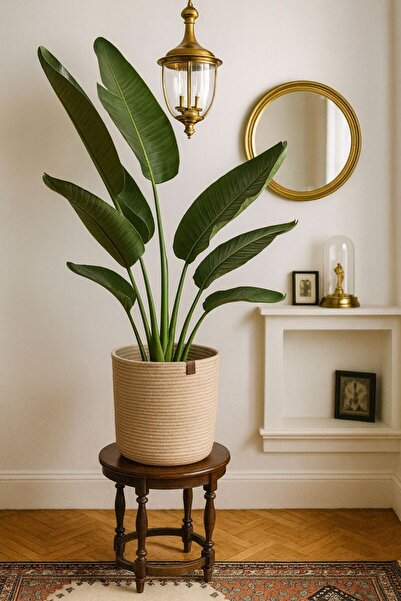 DG ATÖLYE Hasır Saksılık Çok Amaçlı Hasır Sepet Bahçe Düzenleyici 22x20