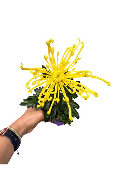 retro çiçekçilik Örümcek Kasımpatı Çiçeği Sarı Krizantem