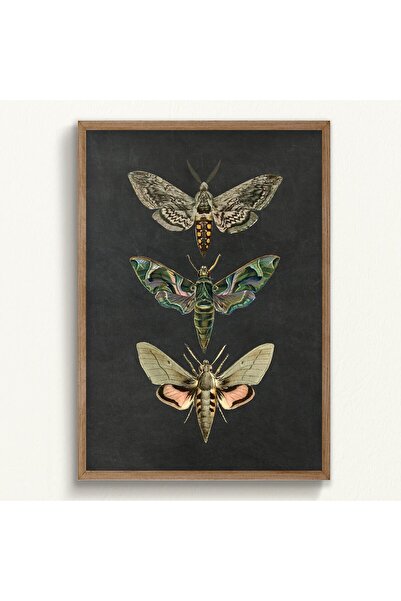 ALAYRA International لوحة جدارية قماشية على شكل فراشة من ALAYRA، ملصقات حشرات...