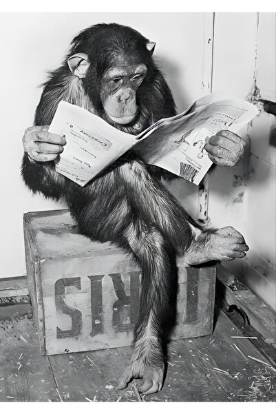 ALAYRA International ALAYRA Funny Chimp Reading Newspaper Poster Black and Wh...