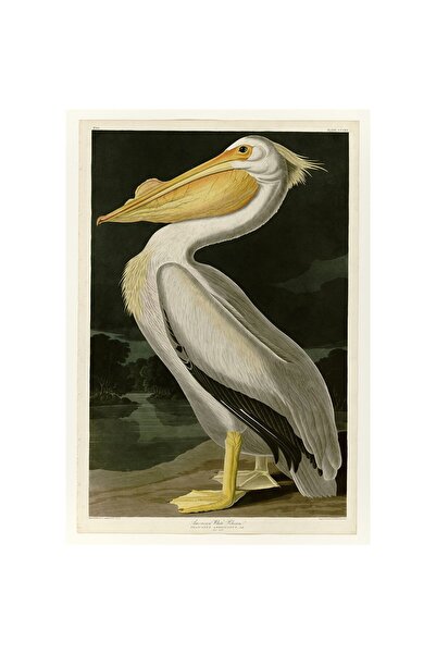 ALAYRA International ALAYRA Poster Print Retro Vintage Birds Antique Red Flam...