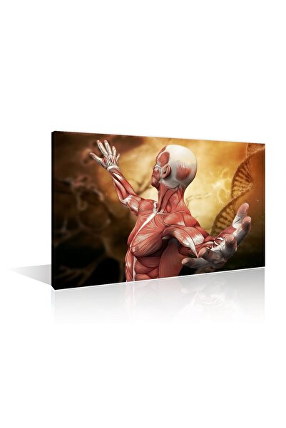 ALAYRA International ألايرا - قطعة واحدة - عضلات العمود الفقري البشري وصور - ...