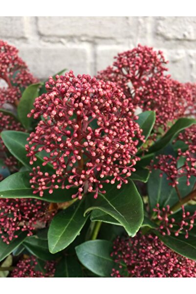Green Skimmia Japonica Canlı Bitki | Kışa Dayanıklı | Dış Mekan Balkon Bahçe ...