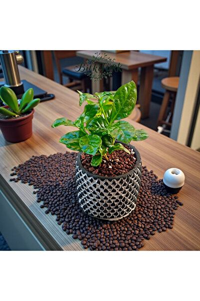 BitkiTÜRK Beton Saksıda İthal Coffee Arabica (Kahve Bitkisi)