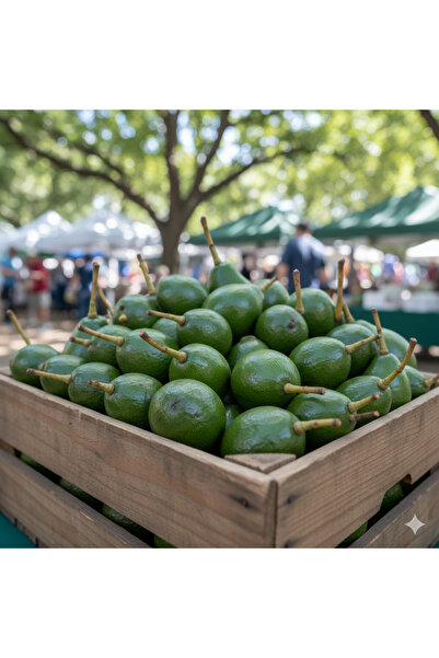 TROPİKYUM AVOKADO En Mini Boy 3 Kg (30-35) Adet