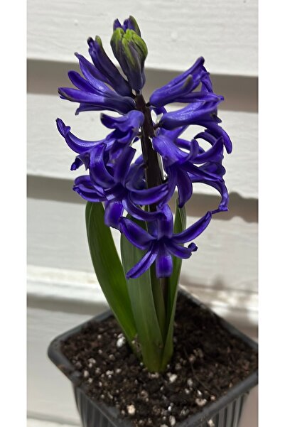 ATABEY ÇİÇEK Mor sümbül