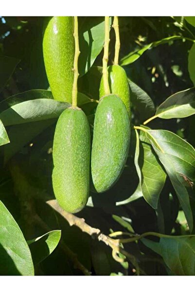 bahcemdenonline BEBEK AVOKADO 1 KG 1. kalite