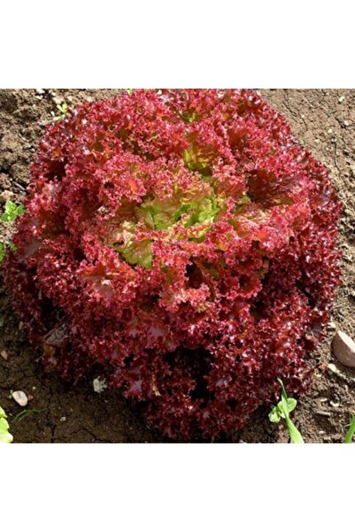 PROFIT SEEDS Seminte salata creata rosie LOLLO ROSSA